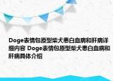 Doge表情包原型柴犬患白血病和肝病详细内容 Doge表情包原型柴犬患白血病和肝病具体介绍