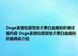 Doge表情包原型柴犬患白血病和肝病详细内容 Doge表情包原型柴犬患白血病和肝病具体介绍