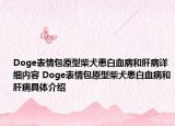 Doge表情包原型柴犬患白血病和肝病详细内容 Doge表情包原型柴犬患白血病和肝病具体介绍