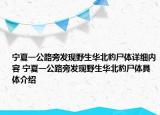 宁夏一公路旁发现野生华北豹尸体详细内容 宁夏一公路旁发现野生华北豹尸体具体介绍