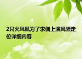 2只火凤凰为了求偶上演风骚走位详细内容