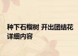 种下石榴树 开出团结花详细内容
