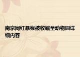 南京网红暴猴被收编至动物园详细内容