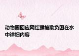 动物园回应网红猴被欺负困在水中详细内容