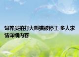 饲养员拍打大熊猫被停工 多人求情详细内容