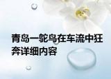 青岛一鸵鸟在车流中狂奔详细内容