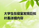大学生在寝室发现巨拟叶螽详细内容
