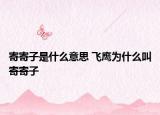 寄寄子是什么意思 飞鹰为什么叫寄寄子