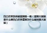 凹凸世界凯莉被雷狮吸一晚（雷狮大猫猫是什么梗凹凸世界雷狮为什么被叫做大猫猫）