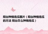 阳台种植南瓜图片（阳台种植南瓜的方法 阳台怎么种植南瓜）