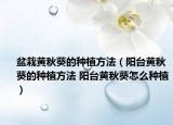 盆栽黄秋葵的种植方法（阳台黄秋葵的种植方法 阳台黄秋葵怎么种植）