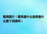 菊残图片（菊残是什么意思是什么是个词语吗）