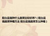 阳台盆栽种什么蔬菜比较好养?（阳台盆栽蔬菜种植方法 阳台盆栽蔬菜怎么种植）