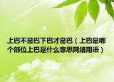 上巴不是巴下巴才是巴（上巴是哪个部位上巴是什么意思网络用语）