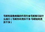 毛蚶有富集病毒的作用生食毛蚶易引起什么流行（毛蚶怎样清洗干净 毛蚶如何清洗干净）