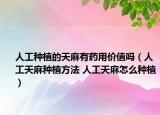 人工种植的天麻有药用价值吗（人工天麻种植方法 人工天麻怎么种植）