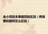 金小耳和本草银耳的区别（绣球菌和银耳怎么区别）