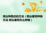 阳台种西瓜的方法（阳台葡萄种植方法 阳台葡萄怎么种植）