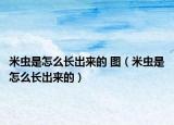 米虫是怎么长出来的 图（米虫是怎么长出来的）