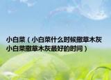 小白菜（小白菜什么时候撒草木灰 小白菜撒草木灰最好的时间）