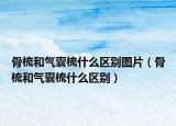 骨梳和气囊梳什么区别图片（骨梳和气囊梳什么区别）