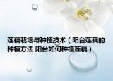 莲藕栽培与种植技术（阳台莲藕的种植方法 阳台如何种植莲藕）