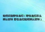 如何识别野生当归（野生当归怎么辨认好坏 野生当归如何辨认好坏）