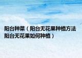 阳台种菜（阳台无花果种植方法 阳台无花果如何种植）
