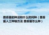 茴香苗的种法和什么时间种（茴香苗人工种植方法 茴香苗怎么种）