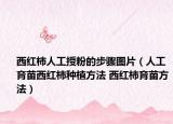 西红柿人工授粉的步骤图片（人工育苗西红柿种植方法 西红柿育苗方法）