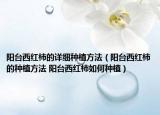 阳台西红柿的详细种植方法（阳台西红柿的种植方法 阳台西红柿如何种植）