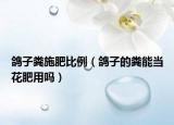 鸽子粪施肥比例（鸽子的粪能当花肥用吗）