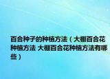 百合种子的种植方法（大棚百合花种植方法 大棚百合花种植方法有哪些）