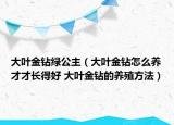 大叶金钻绿公主（大叶金钻怎么养才才长得好 大叶金钻的养殖方法）