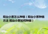 阳台小葱怎么种植（阳台小葱种植方法 阳台小葱如何种植）
