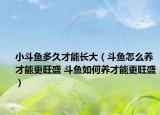 小斗鱼多久才能长大（斗鱼怎么养才能更旺盛 斗鱼如何养才能更旺盛）
