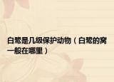 白鹭是几级保护动物（白鹭的窝一般在哪里）