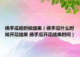 佛手瓜啥时候结果（佛手瓜什么时候开花结果 佛手瓜开花结果时间）