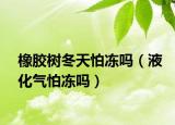 橡胶树冬天怕冻吗（液化气怕冻吗）