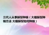 三代人从事酥梨种植（大棚酥梨种植方法 大棚酥梨如何种植）