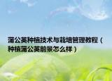 蒲公英种植技术与栽培管理教程（种植蒲公英前景怎么样）
