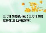 三七什么时候开花（三七什么时候开花 三七开花时间）