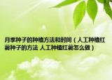 月季种子的种植方法和时间（人工种植红薯种子的方法 人工种植红薯怎么做）