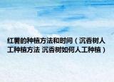 红薯的种植方法和时间（沉香树人工种植方法 沉香树如何人工种植）