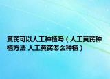黄芪可以人工种植吗（人工黄芪种植方法 人工黄芪怎么种植）