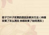 君子兰叶子发黄的原因及解决方法（砗磲发黄了怎么清洗 砗磲发黄了如何清洗）