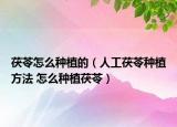 茯苓怎么种植的（人工茯苓种植方法 怎么种植茯苓）