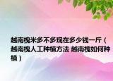越南槐米多不多现在多少钱一斤（越南槐人工种植方法 越南槐如何种植）