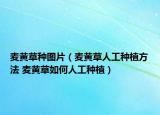 麦黄草种图片（麦黄草人工种植方法 麦黄草如何人工种植）