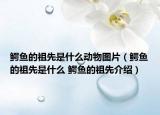 鳄鱼的祖先是什么动物图片（鳄鱼的祖先是什么 鳄鱼的祖先介绍）